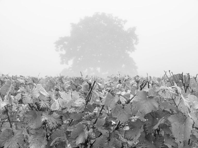 Photographie Vins et terroir à Beaune en Côte d'or, la vigne en automne au milieu de la brume.