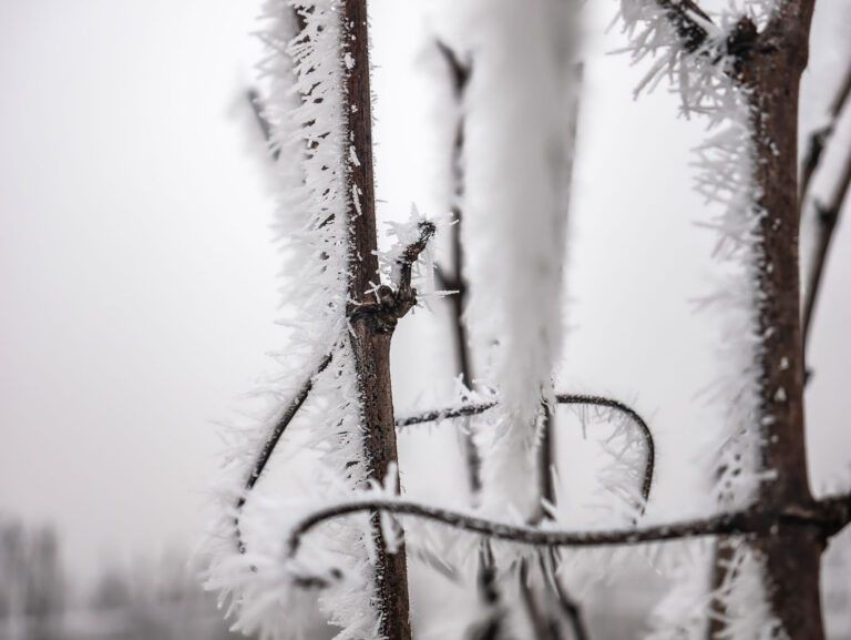 Photographie de la vigne en hiver près de Dijon, le terroir de nos régions mis en valeur par Vincent Rufenacht