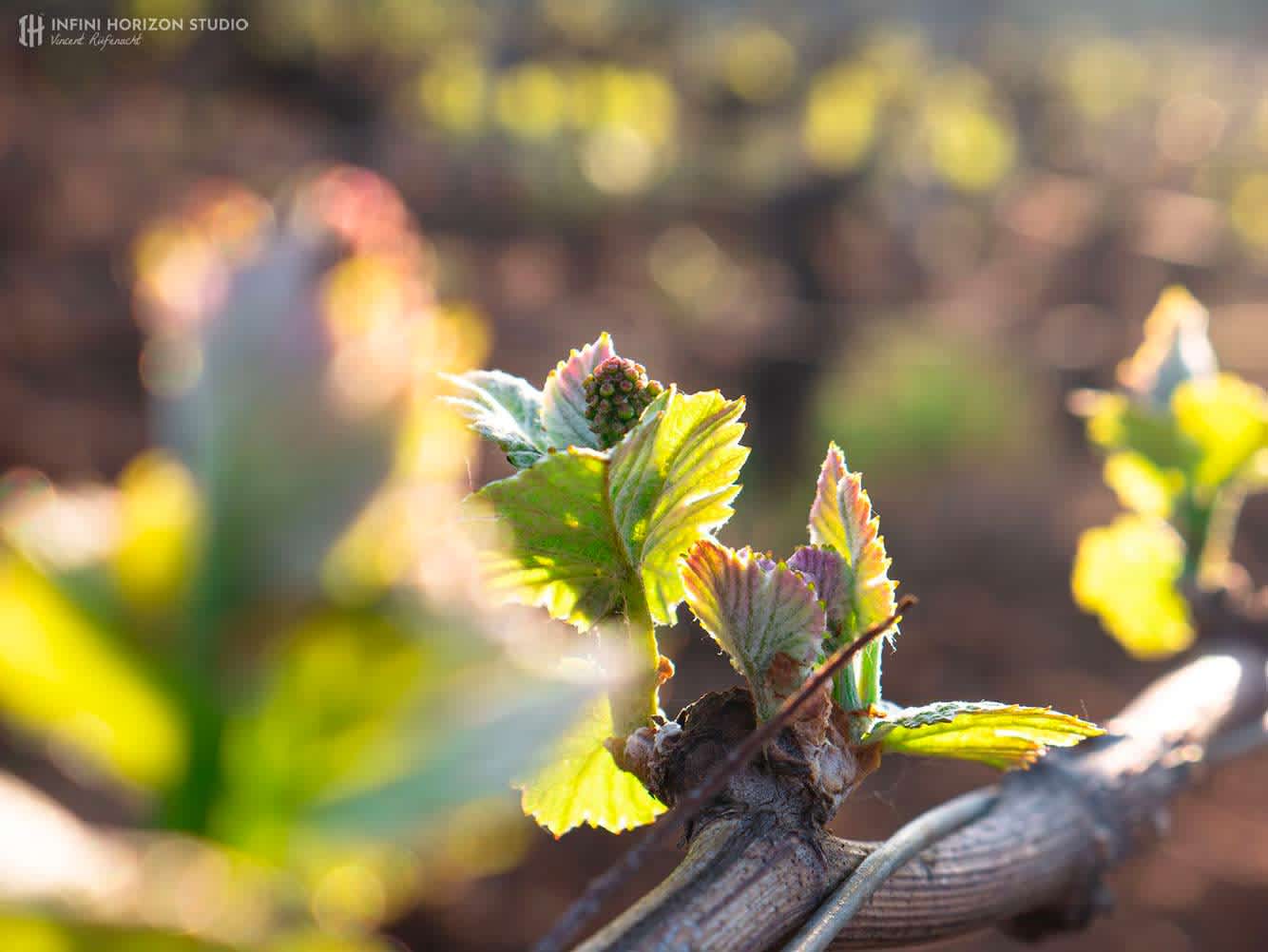 Photographie dans les vignes au printemps. Shooting wine in bourgogne