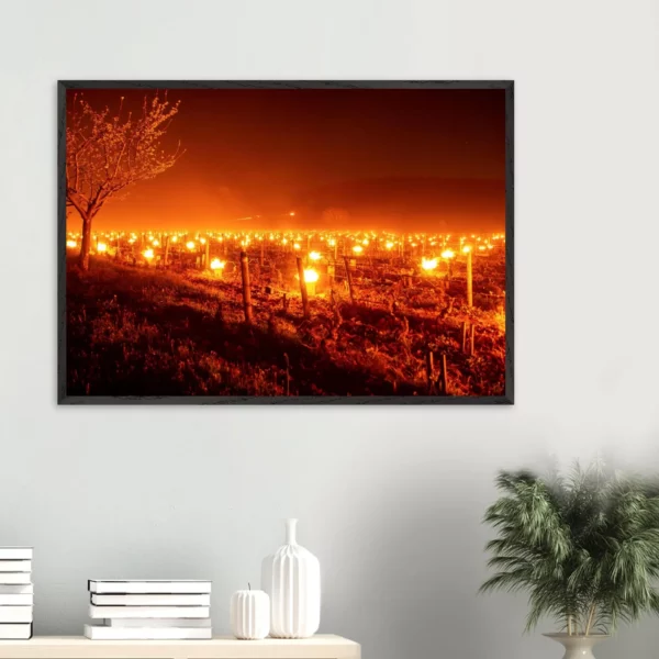Photo art déco vignes et vins – tirage limitée encadrée en bois – Lumière matinale Photo d\'art déco d\'artiste auteur encadré en bois premium chêne frêne papier épais premium FSC