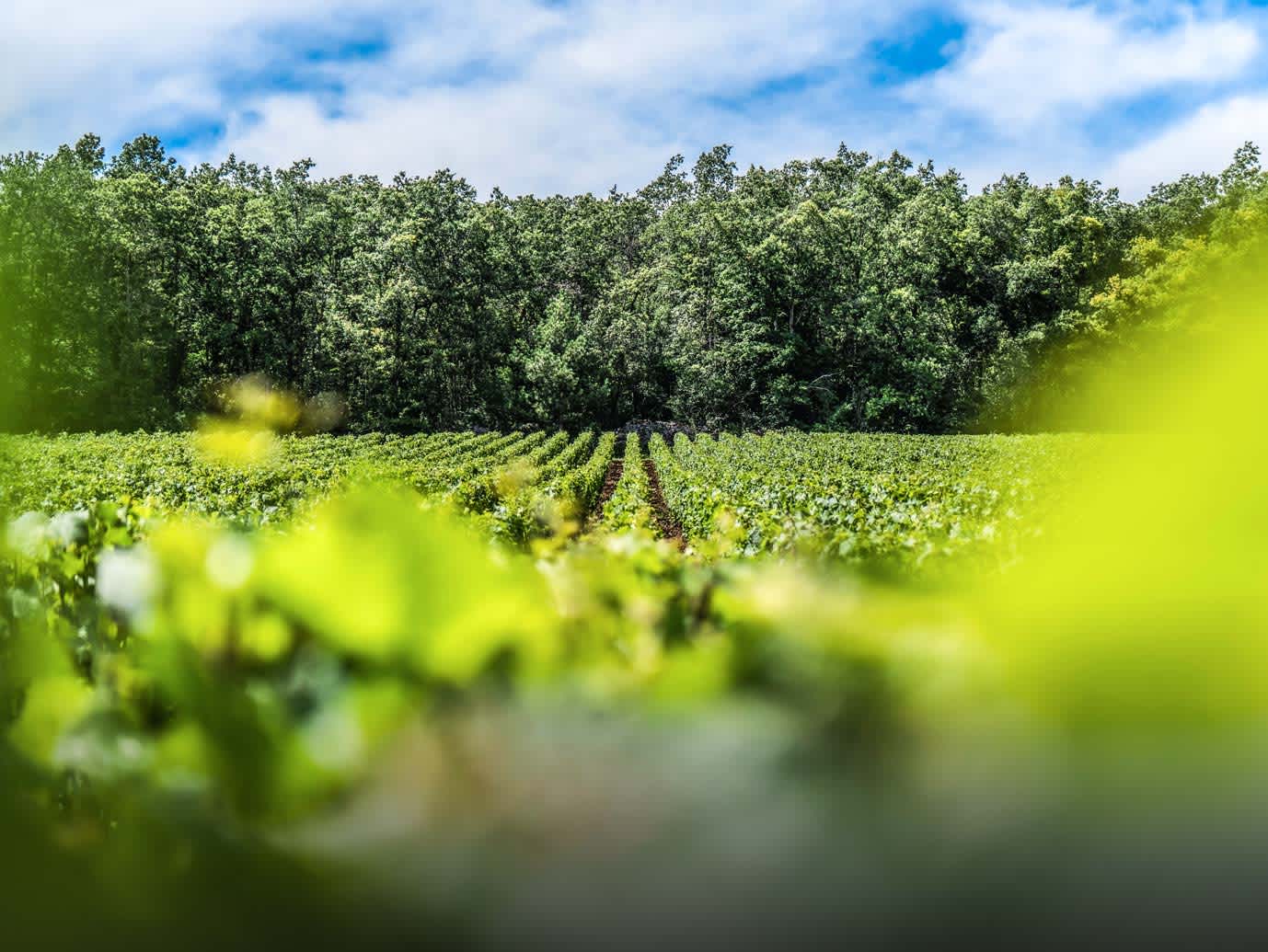 Photographie vigne et terroir, Vincent Rufenacht Infini Horizon Studio
