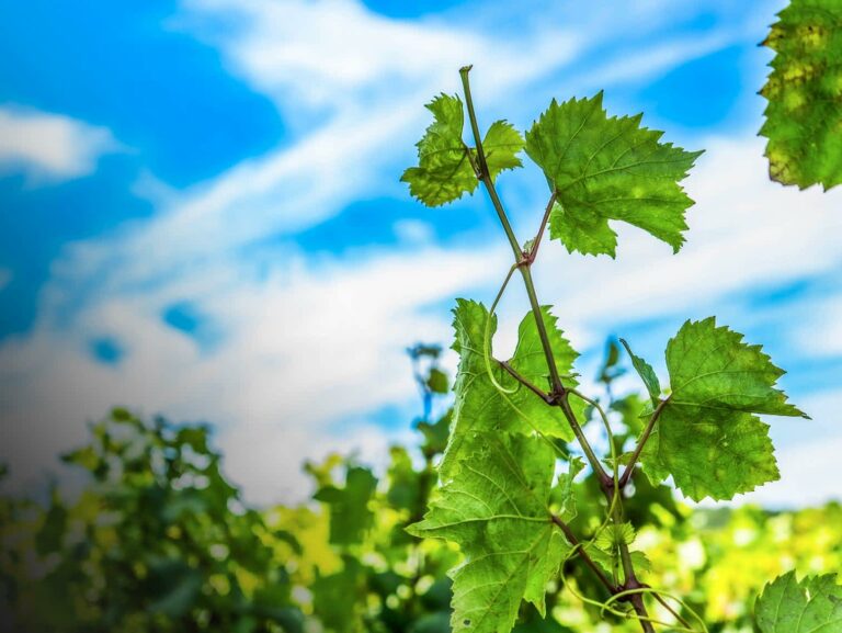 Photographie vigne et terroir Bourgogne - Infini Horizon